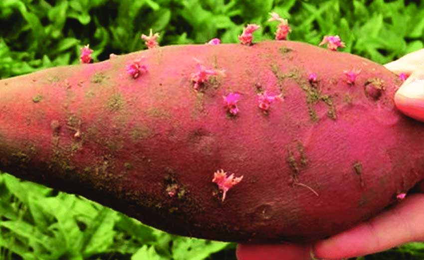 How to grow sweet potatoes