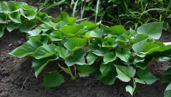 grow sweet potatoes