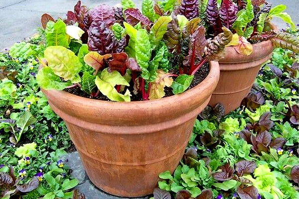 How To Grow Swiss Chard In Containers