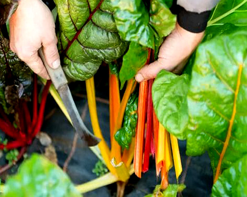 How To Grow Swiss Chard In Containers