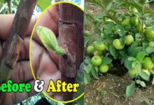 How to Graft Guava Tree, Easy Tips and Tricks