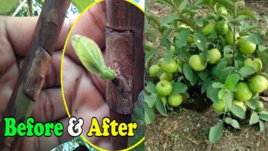 How to Graft Guava Tree, Easy Tips and Tricks