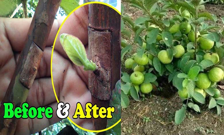 How to Graft Guava Tree, Easy Tips and Tricks