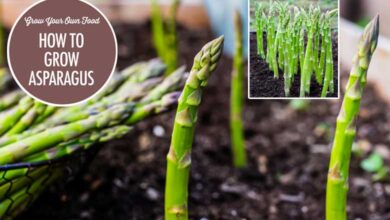 How to Grow Asparagus