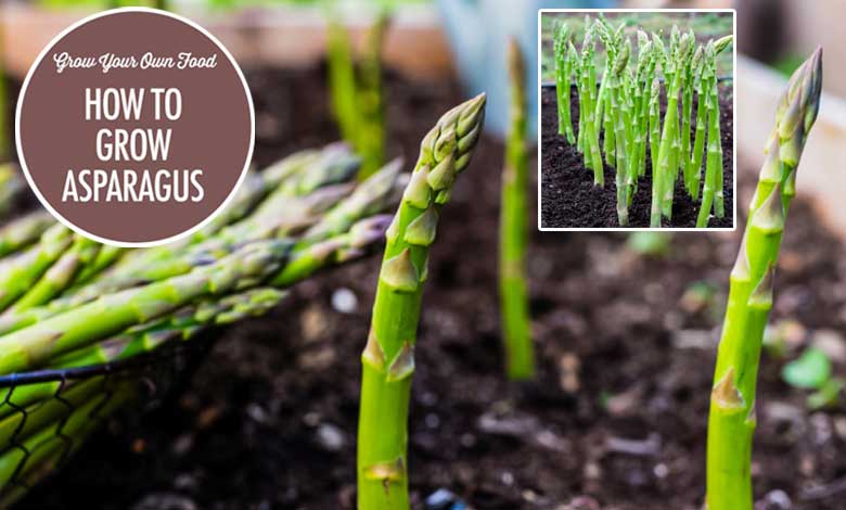 How to Grow Asparagus