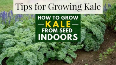 How to Grow Kale at Home Indoor Veg Gardening