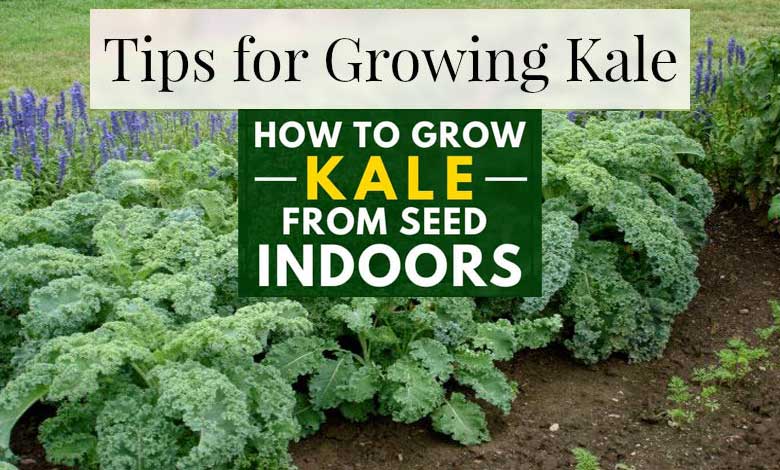 How to Grow Kale at Home Indoor Veg Gardening