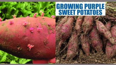 How to grow sweet potatoes