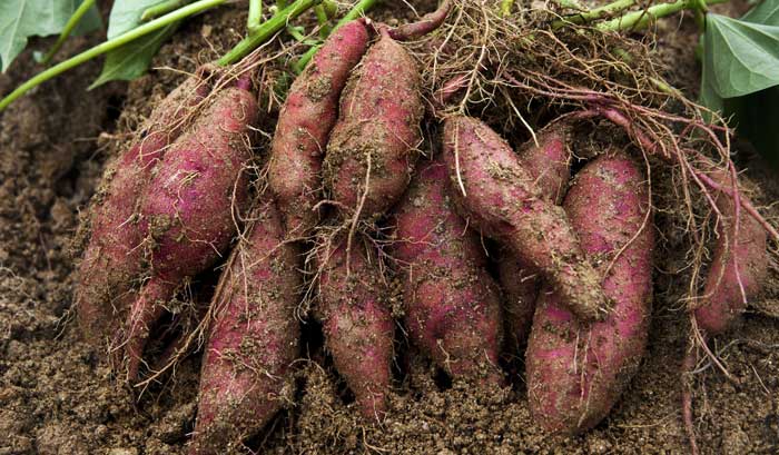 growing sweet potatoes feat