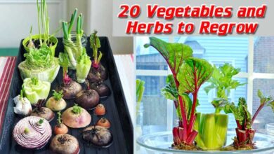 Best Vegetables and Herbs to Regrow from Kitchen Scraps