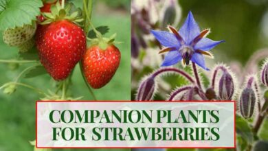 Best Companion Plants