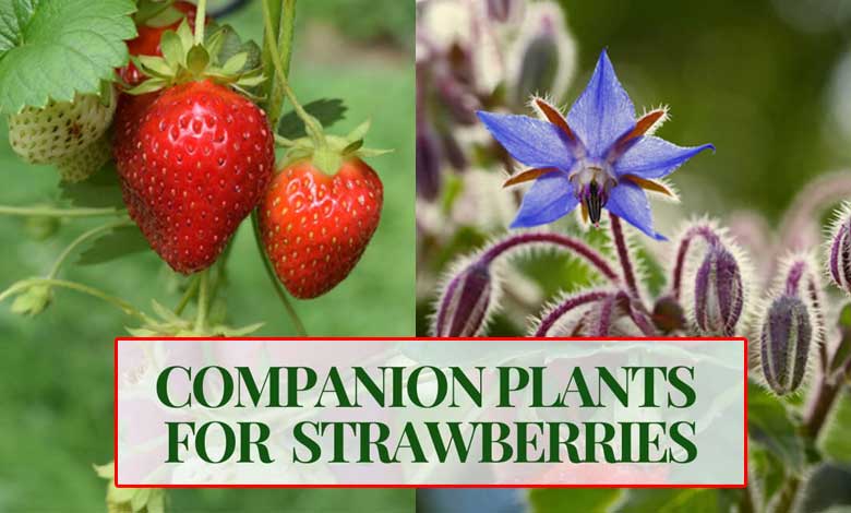 Best Companion Plants