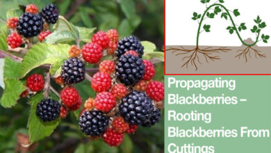 How to Grow Blackberry From Cuttings