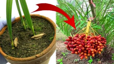 How to Grow Date Plant Tree