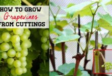 How to Grow Grapes from Cuttings and Propagating Grapes
