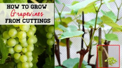 How to Grow Grapes from Cuttings and Propagating Grapes