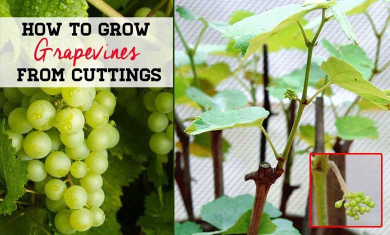 How to Grow Grapes from Cuttings and Propagating Grapes