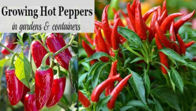 How to Grow Hot Peppers