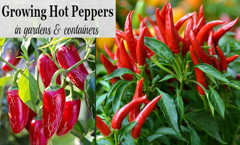 How to Grow Hot Peppers