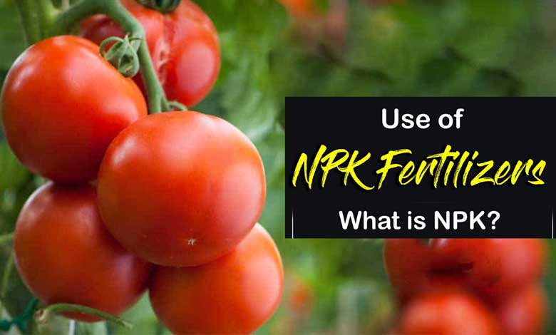 NPK for Tomatoes