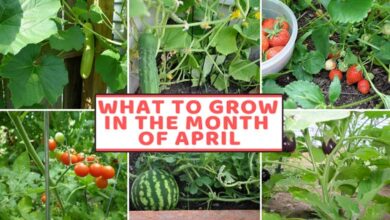 What to Grow in April