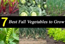 Best Fall Vegetables to Grow with Pictures