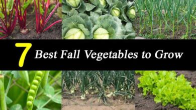 Best Fall Vegetables to Grow with Pictures