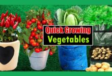 Fastest Growing Vegetable Giving Quick Harvest