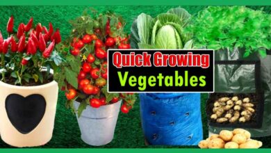 Fastest Growing Vegetable Giving Quick Harvest