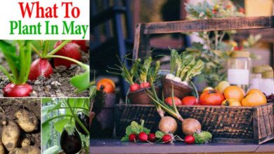 What to Grow in May