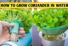 How to Grow Hydroponic Coriander, Easy Tips and Tricks