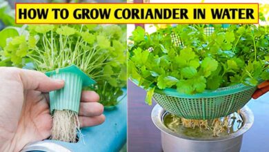 How to Grow Hydroponic Coriander, Easy Tips and Tricks