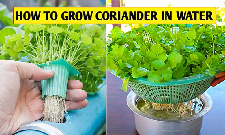 How to Grow Hydroponic Coriander, Easy Tips and Tricks