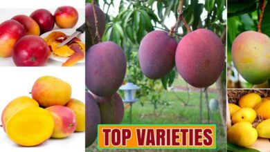 Different Types of Mangoes