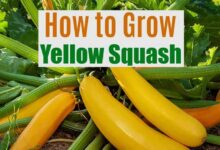How to Grow Yellow Squash This Summer at home