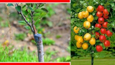 Best Rootstock for Grafting Apple Trees