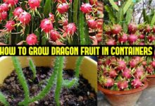 How to Grow Dragon Fruit in Pots