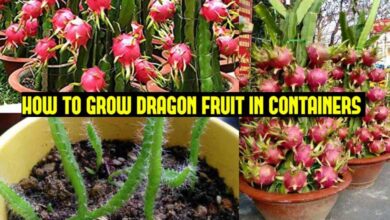 How to Grow Dragon Fruit in Pots