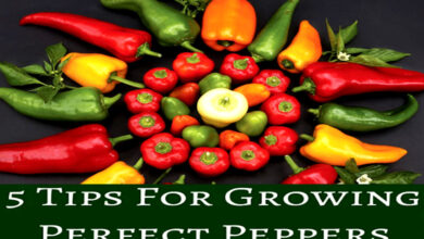 5 Tips to Grow Lots of Peppers