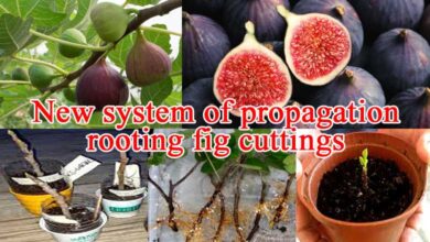 Rooting Fig Cuttings New System of Propagation