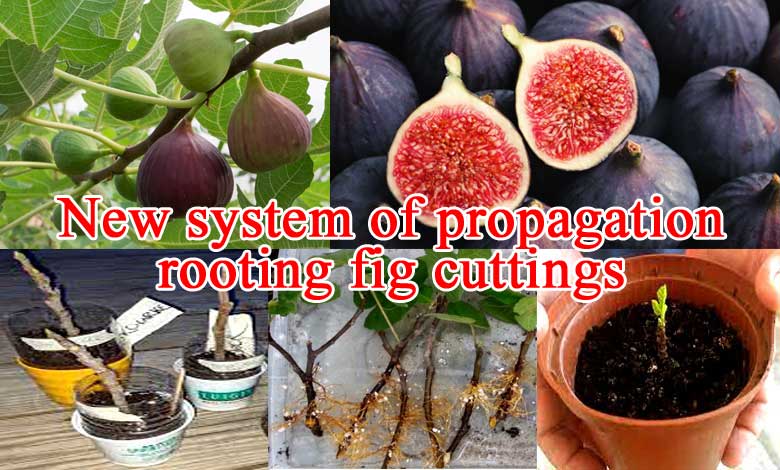 Rooting Fig Cuttings New System of Propagation - SVG