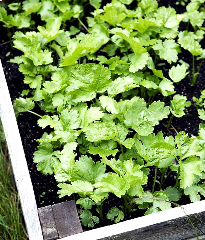 How to Grow Parsnips Plant Harvest Cool Idea