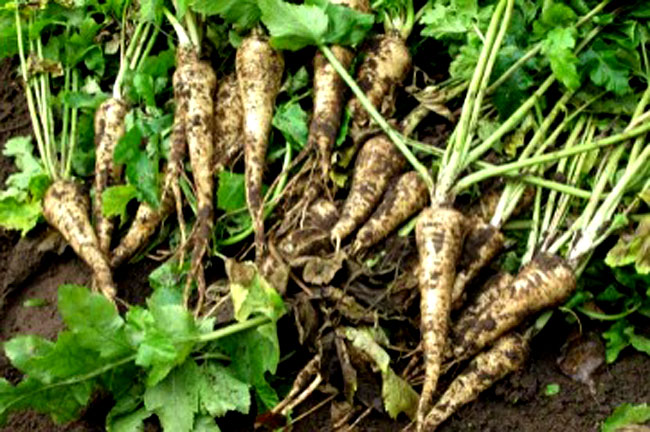 How to Grow Parsnips Plant Harvest Cool Idea