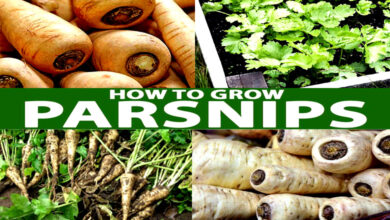 How to Grow Parsnips Plant Harvest Cool Idea