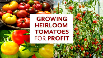 Heirloom Tomato Plants Growing Tips