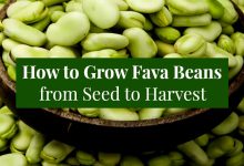 How to Grow Fava Beans