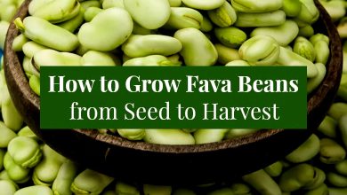 How to Grow Fava Beans