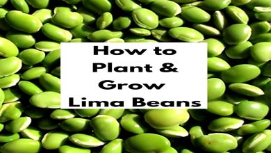 How to Grow Lima Beans Best Tips