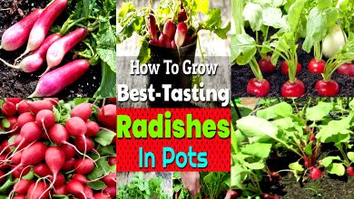 How to Grow Radishes in Pots