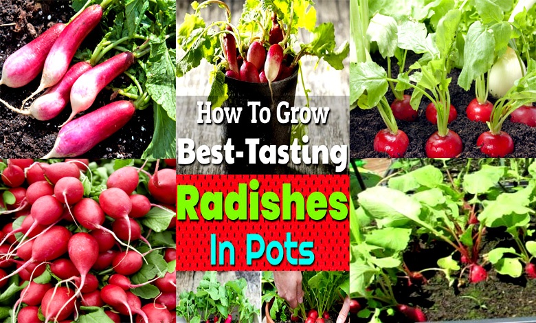 How to Grow Radishes in Pots